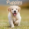 Puppies Calendar 2025 Square Animal Wall Calendar - 16 Month (Kalender, Calendar, Engelsk)