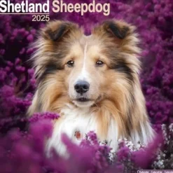 Shetland Sheepdog Square Wall Calendar 2025 (Kalender, Calendar, Engelsk)