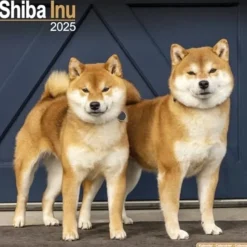 Shiba Inu Calendar 2025 Square Dog Breed Wall Calendar - 16 Month (Kalender, Calendar, Engelsk)