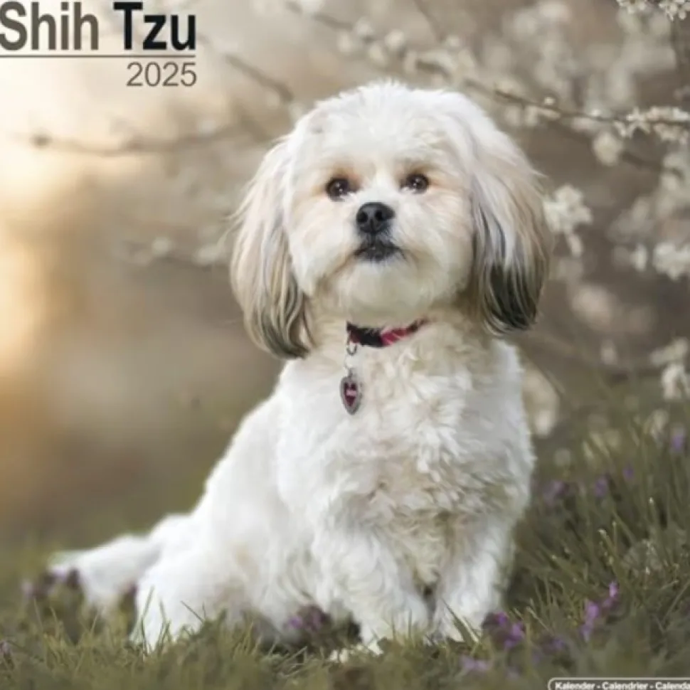 Shih Tzu Square Wall Calendar 2025 (Kalender, Calendar, Engelsk)