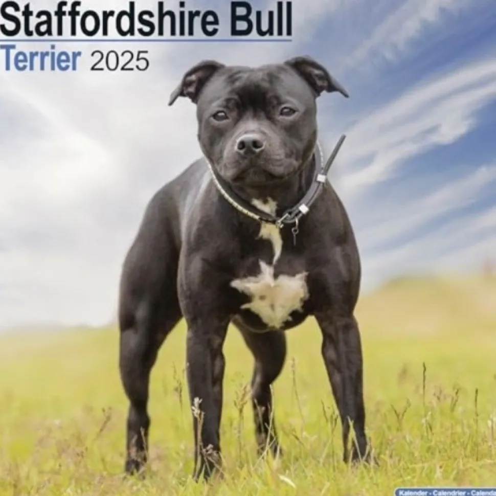 Staffordshire Bull Terrier Square Wall Calendar 2025 (Kalender, Calendar, Engelsk)