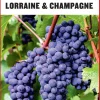 Turen går til Alsace, Lorraine & Champagne (Bog, Hæftet, Dansk) af Torben Kitaj