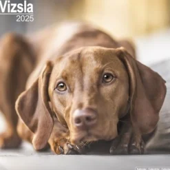 Vizsla Square Wall Calendar 2025 (Kalender, Calendar, Engelsk)