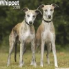 Whippet Square Wall Calendar 2025 (Kalender, Calendar, Engelsk)