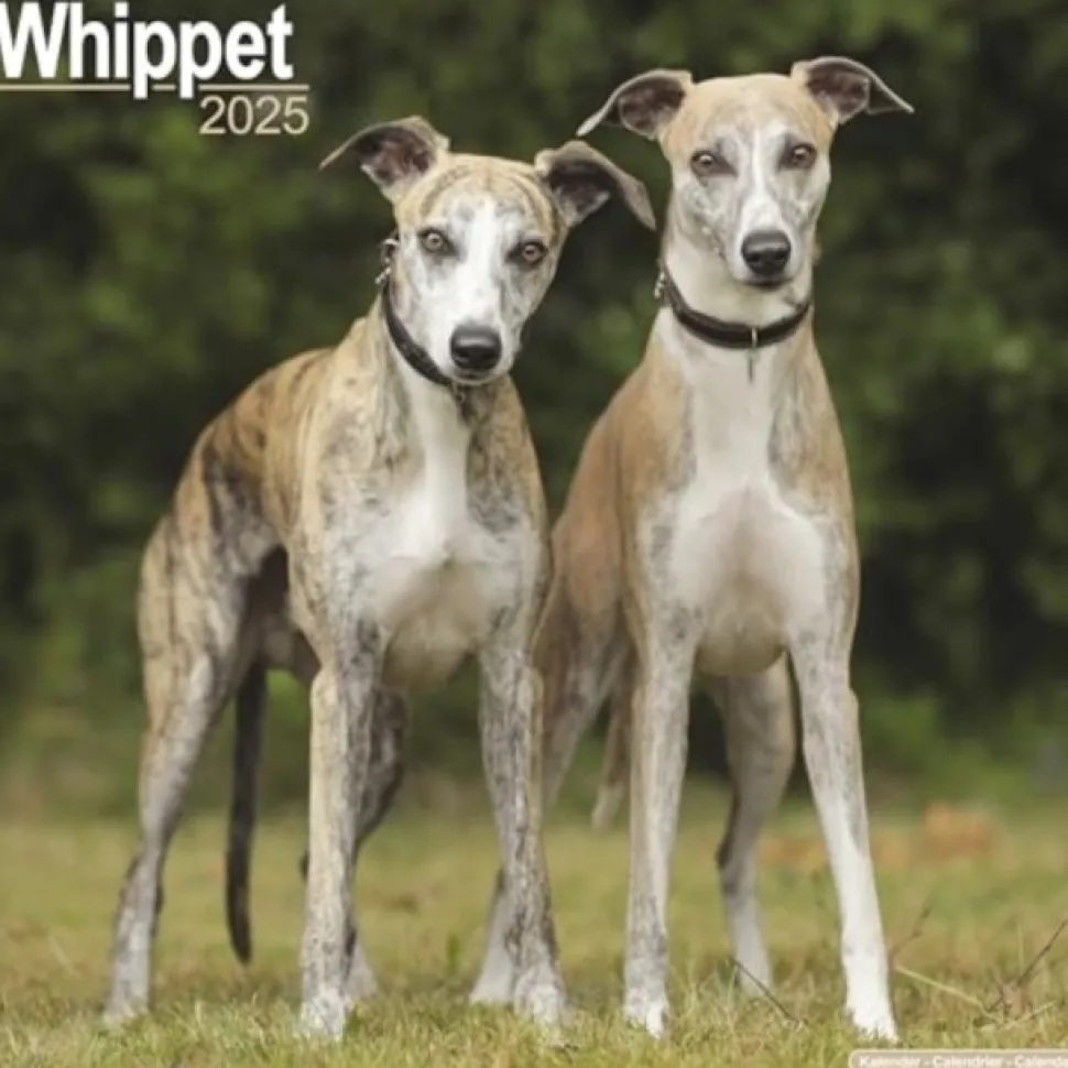 Whippet Square Wall Calendar 2025 (Kalender, Calendar, Engelsk)