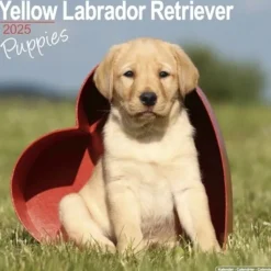 Yellow Labrador Puppies Calendar 2025 Square Dog Puppy Breed Wall Calendar - 16 Month (Kalender, Calendar, Engelsk)