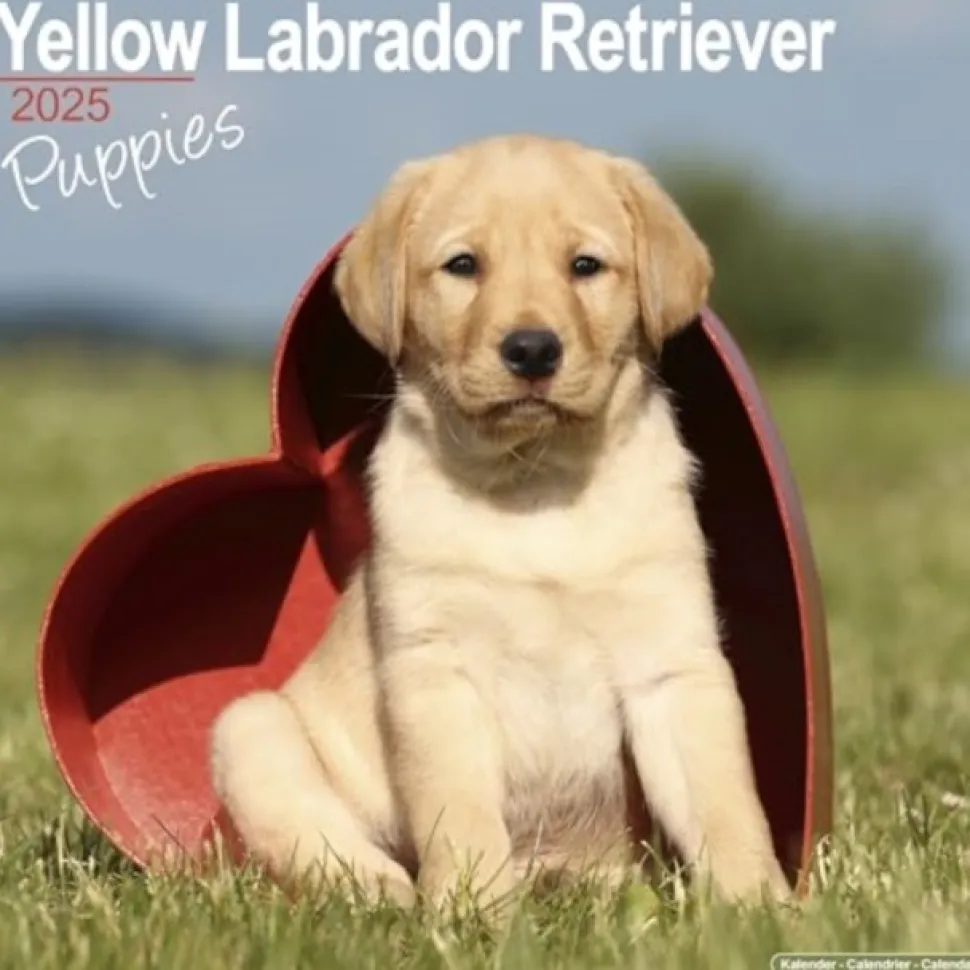 Yellow Labrador Puppies Calendar 2025 Square Dog Puppy Breed Wall Calendar - 16 Month (Kalender, Calendar, Engelsk)